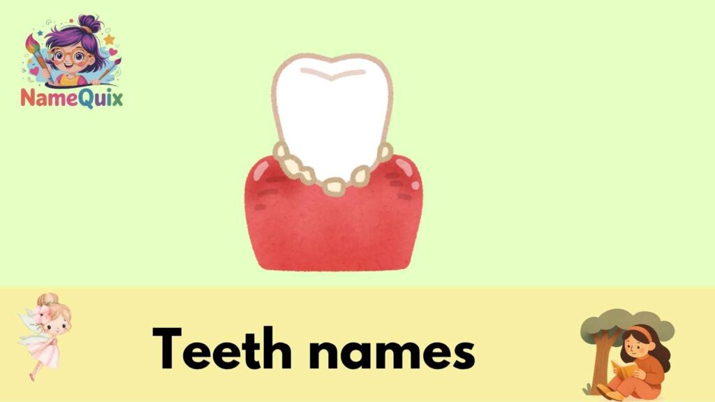 Teeth names